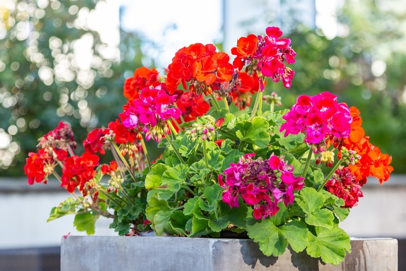 LSVV Geraniums ook online te koop!